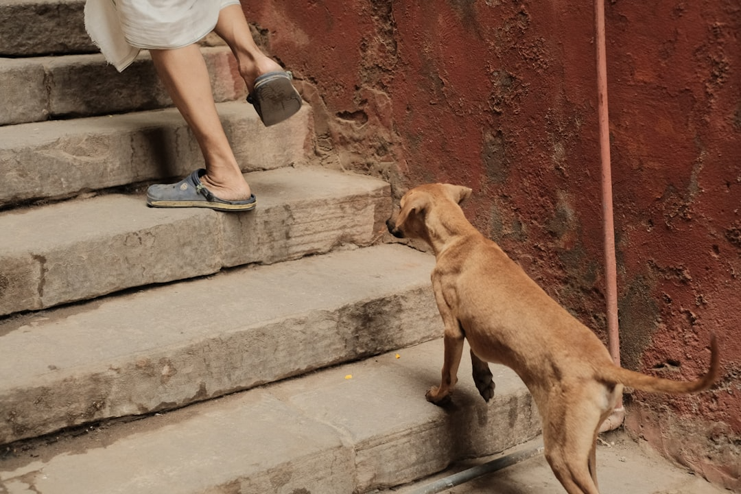 Comparing dog stairs and swim step ladders
