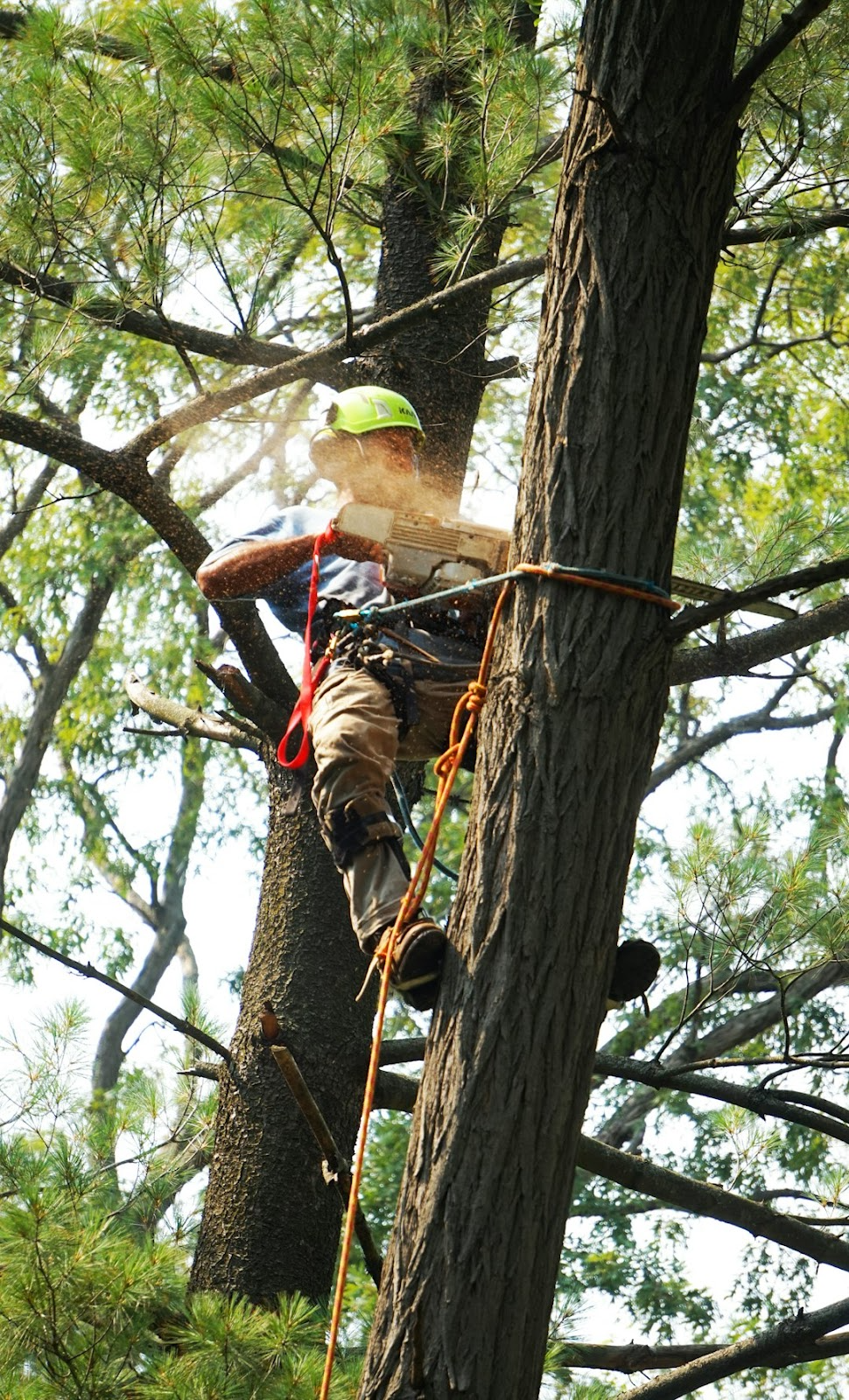Professional arborist examining a tree